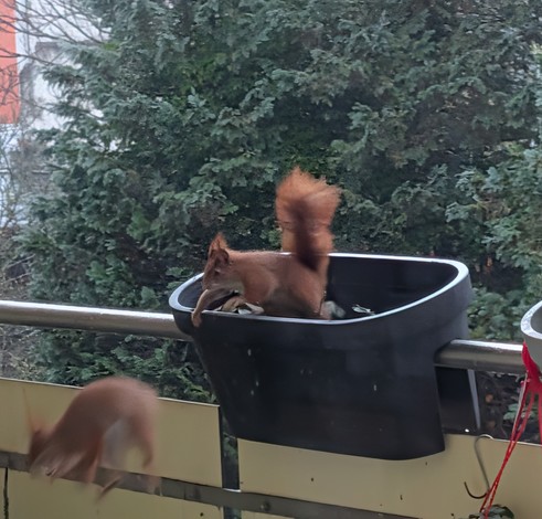Ein Eichhörnchen sitzt im Blumentopf, eine Pfote wie zum Schlag ausgestreckt. Ein zweites springt verschwommen weg.