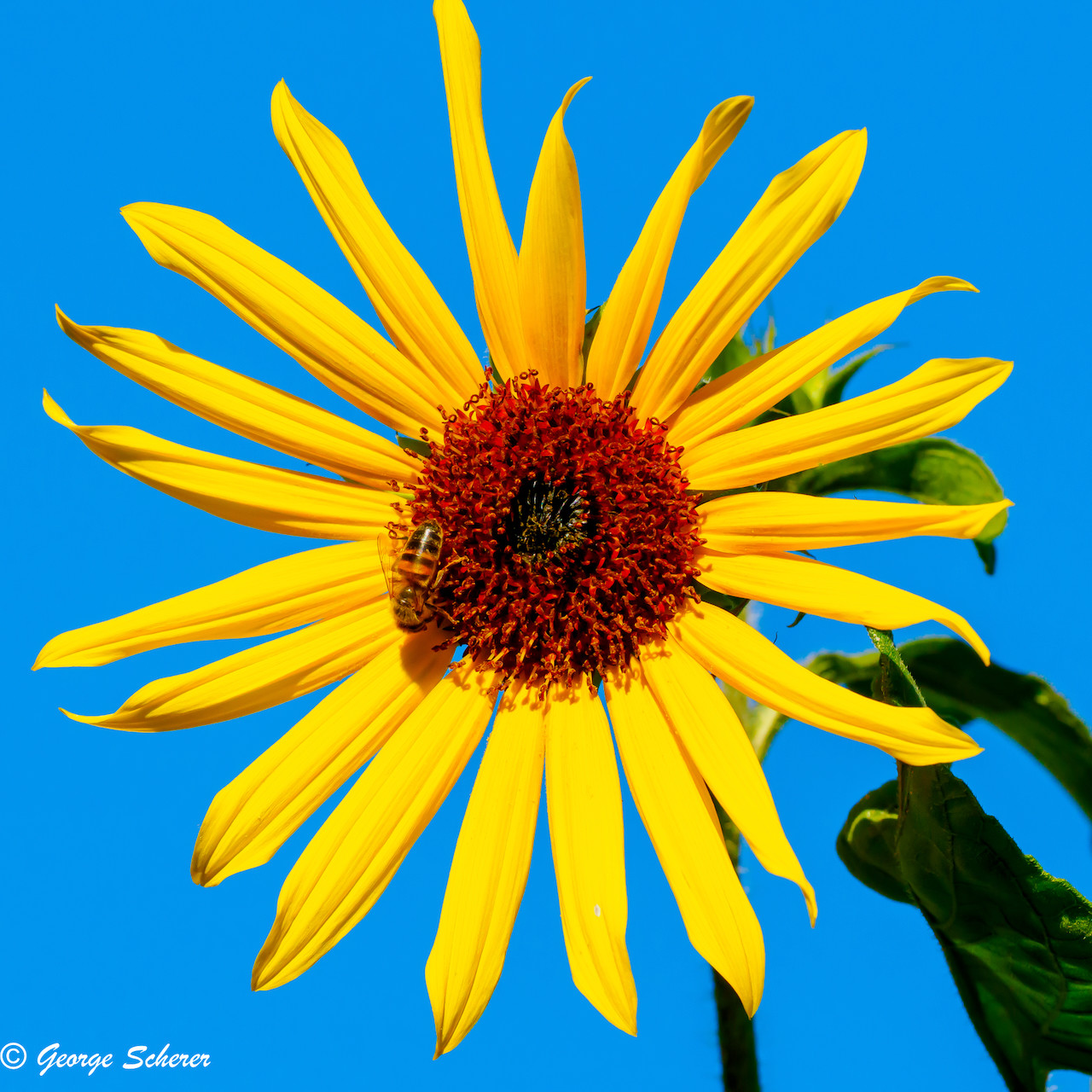 Bright yellow and orange common sunflower, seen face-on, against a brilliant blue January sky in Southern California.  There is a Western honeybee on the flower.