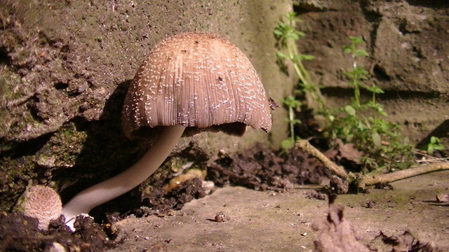 a brown capped mushroom about 50mm diameter with white stem growing out of a gap in the concrete. brick wall with fresh weeds growing in background.