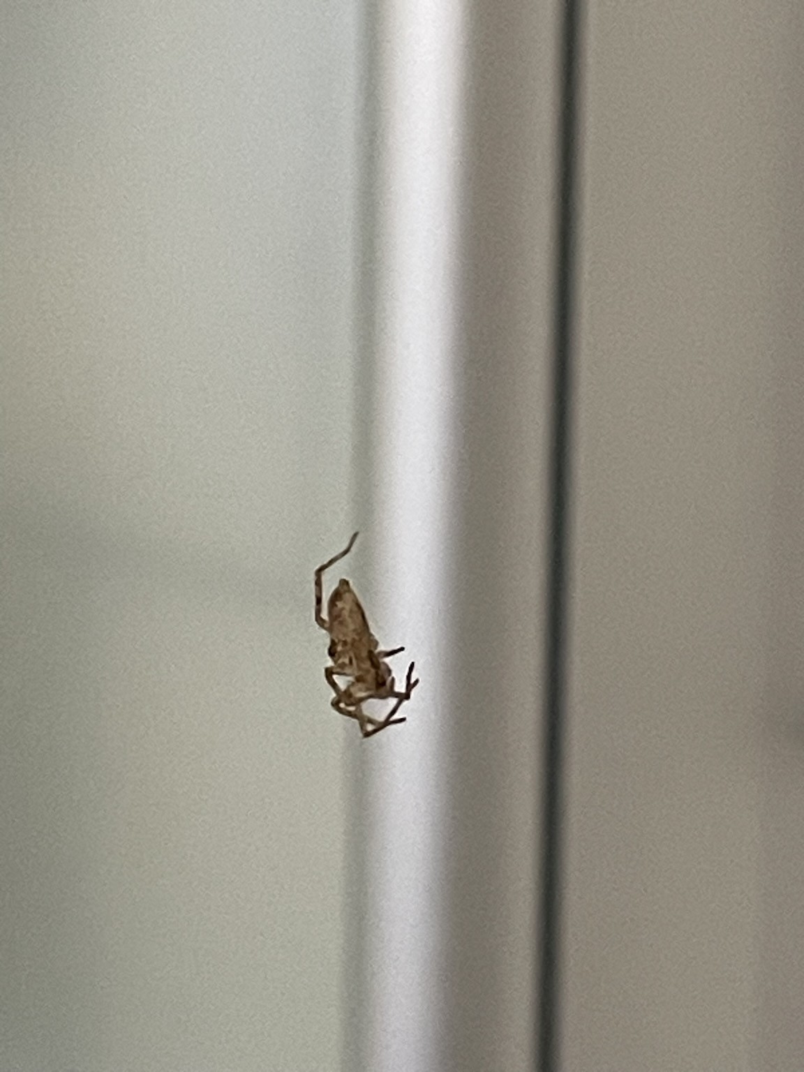 A photo of a close up of a spider hanging in a thread outside the shower
