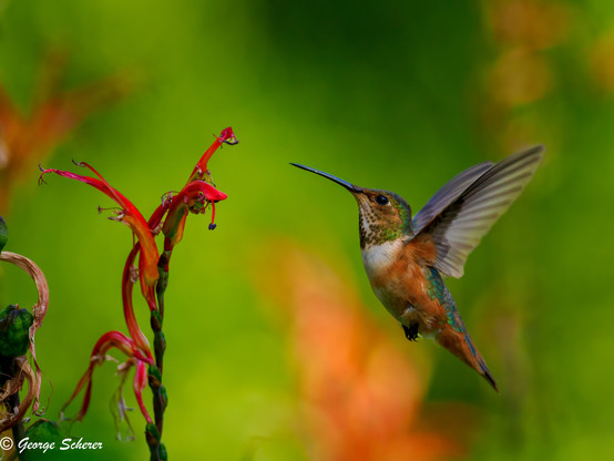 A orange, white and green Allen's hummingbird in flight, approaching a red lily flower from the right, against an out of focus green and orange background.