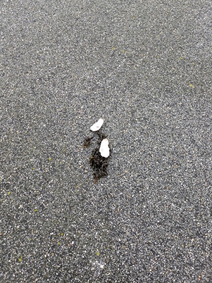 foto af tomme østersskaller på en grå asfaltvej.