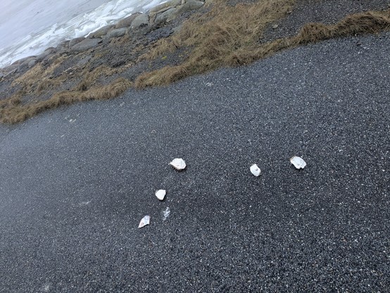 flere tomme østersskaller. I baggrunden ses en stribe forvitret gras blandet nogle kæmpesten, der ligger ved vandkanten.