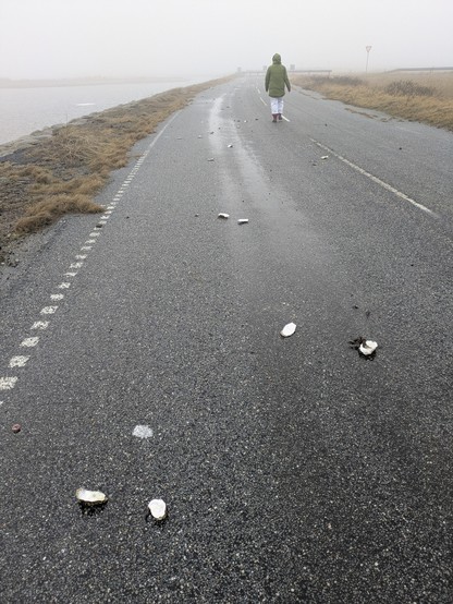 endnu flere tomme østersskaller på den gamle asfaltvej til færgelejet. I baggrunden ses min søde @AnnetteFalkLund@mastodon.art iført en hvid malerdragt samt hendes olivgrønne vinterfrakke.