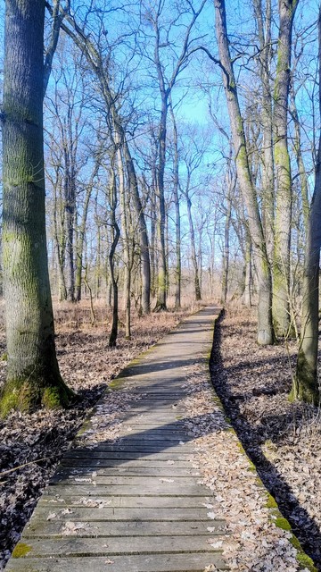 Dřevěný vyvýšený chodník vinoucí se holým listnatým lesem. Větvemi prosvítá modrá obloha.