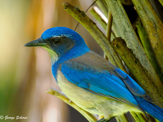 A California scrub jay, standing on a green branch, in the shade of a tree.  The bird is facing to the left, and has brilliant blue feathers on its wings and back, with white feathers on its chest and belly.