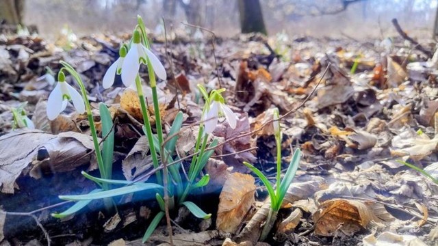 A close shot of a group of few snowdrops on a ground covered with dead tree leaves from last year.