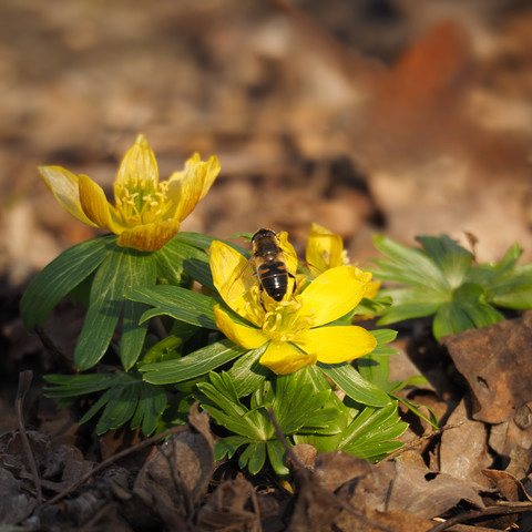 Zwei gelbe Blüten von Winterlingen umgeben von welkem Laub. Im Mittelpunkt eine Schwebfliege auf der Blüte