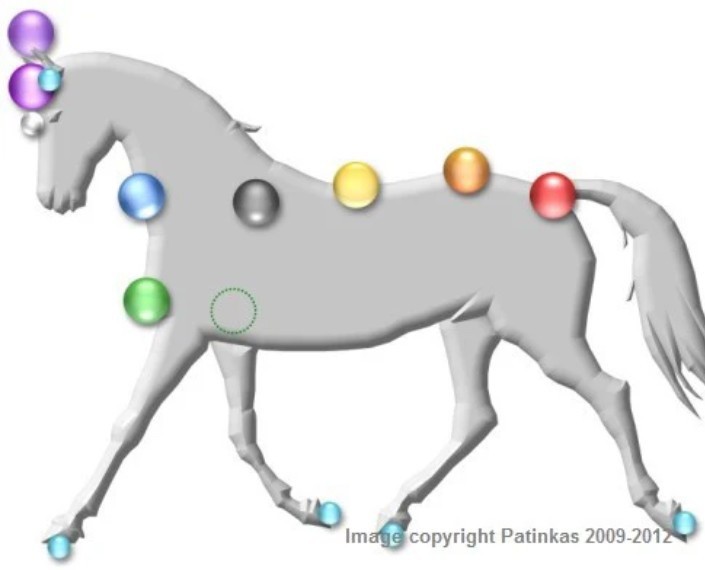 horse spiritual points marked with dots