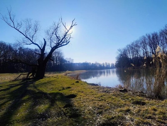 Pohled na širokou řeku Moravu. V popředí travnatý břeh s velkou bezlistou vrbou a ostrůvkem rákosí. Na druhém břehu listnatý les bez listí, přesně jak byste teď na jaře čekali. Modrá obloha je vidět jen díky tomu že slunce je zakryté jednou z větví vrby - slunce přímo do objektivu jinak z modré udělalo jen bílou.