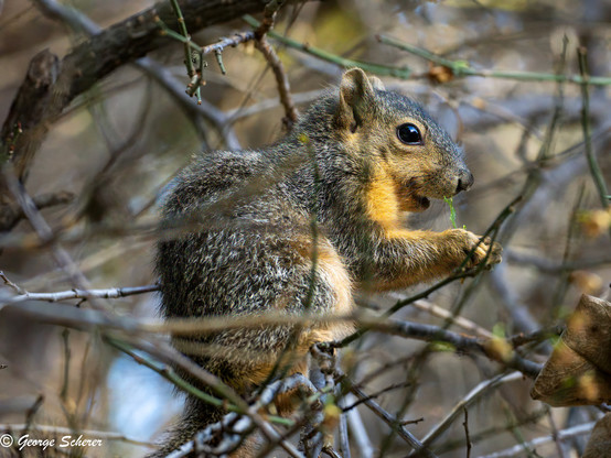 A squirrel, sitting in a tree, surrounded by tiny bare brown branches, is eating a green leaf.