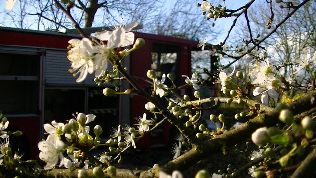Blackthorn blossom with a scrap fire engine in the background #bloomscrolling 