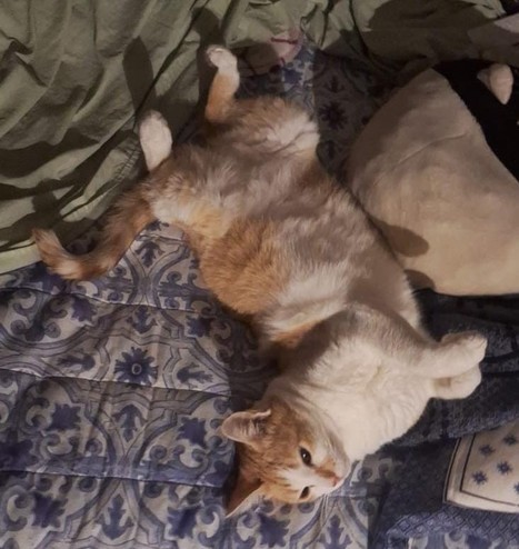 Linda gatinha branca e amarela dormindo em cima de uma cama de maneira muito torta e que mesmo assim parece ser confortável.