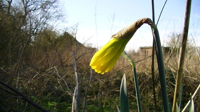 a not quite open yet daffodil on some wasteland. derelict "works" buildings in the background.