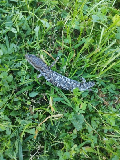 Alligator lizard in grass