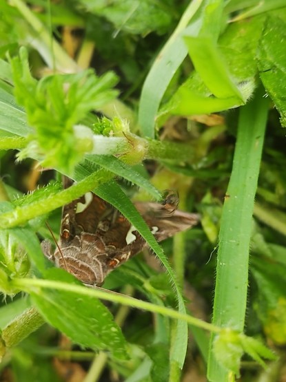 A large brown moth with white spots on the wings, hiding in the grass. 
