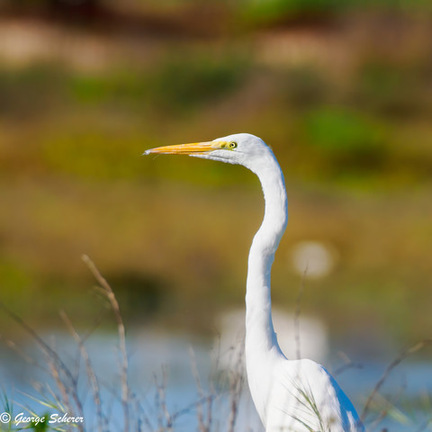 The head, long curved neck, and shoulders of a great egret looking to the left across the water.  The egret's feathers are pure white, and its long sharp bill is yellow.  The water and foliage in the background are out of focus, mostly just a blur.  There is dry grass sticking up in the foreground.