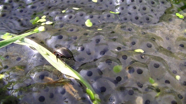 a black beetle straddled on a blade of grass and a load of frogspawn