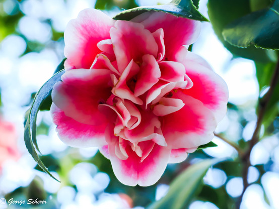 Close up view of a strongly backlit red rose.  The petals have white edges.  is out of focus bright white and green.