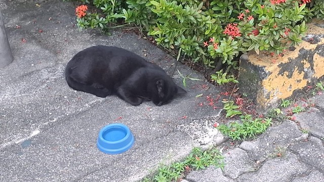 Lindo gatinho preto, com pelo limpo e brilhante, dormindo no chão de concreto. Vemos algumas flores no canto da foto, o que sugere estar do lado de um pequeno jardim. Há também um potinho de água azul próximo do gato.