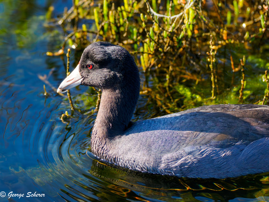 An American Coot, with a white bill, black feathers, and red eye, is drifting on blue water next to green plants.