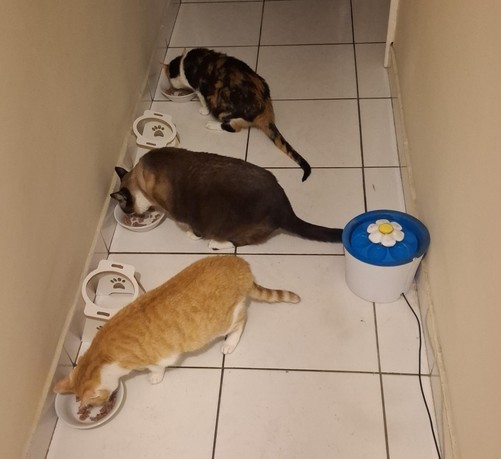 Em um corredor vemos três pratinhos com sachê, com um gato comendo em cada um. o primeiro gato é amarelo e branco, o segundo é um cialata com pelo já bastante escuro e a terceira é uma tricolor. Na foto aparece também uma fonte de água para animais, bem empoeirada e adornada como uma flor.