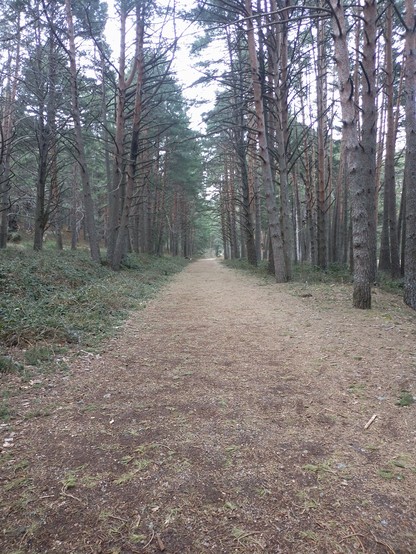 Se ve un camino recto de tierra bordeado por altísimos pinos y vegetación baja de tipo arbustos. El cielo está un poco gris.