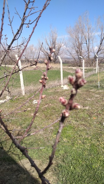 Yeni tomurcuklanmış bir badem ağacı