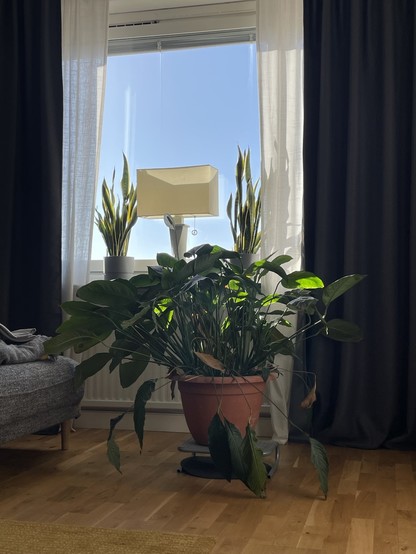 A spacious interior with a large potted plant in focus. The plant has broad green leaves and is placed on a rolling cart. In the background, there's a window with sheer curtains allowing sunlight, and a lamp along with smaller potted plants can be