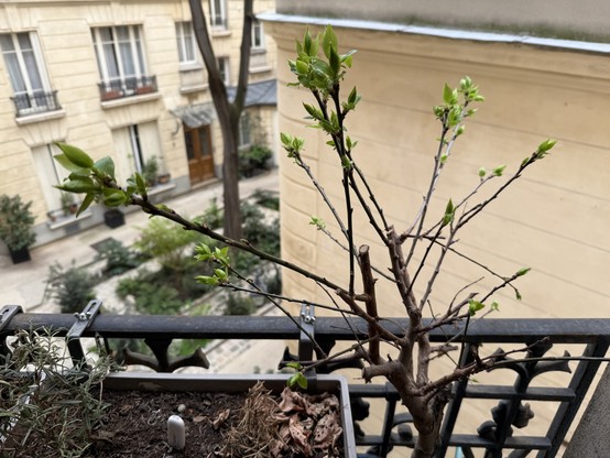 A dwarf apricot I bought last summer for the tiny balcony, sprouting new leaves