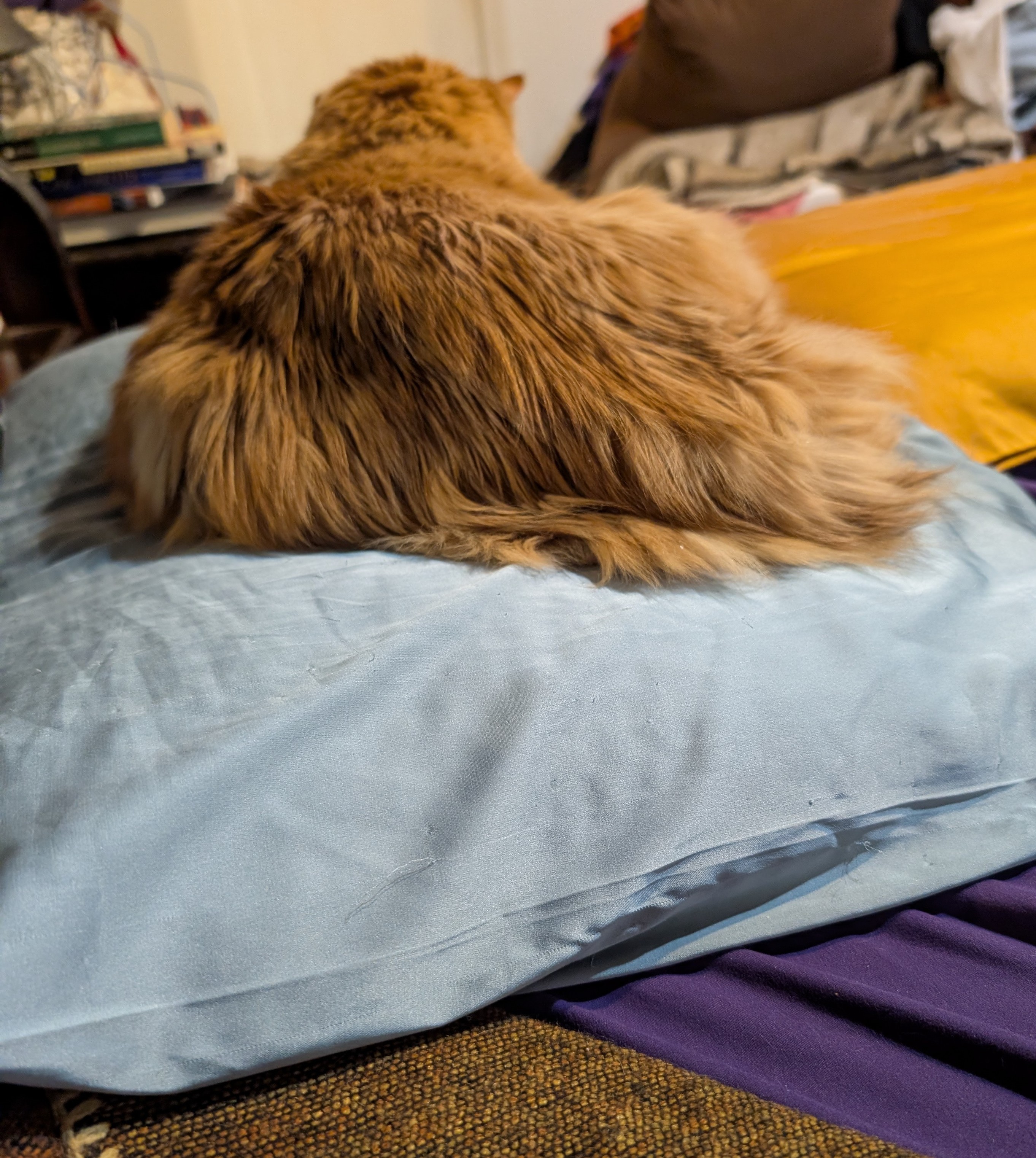 Amber, a long-haired orange cat, occupying a comfortable blue pillow.
