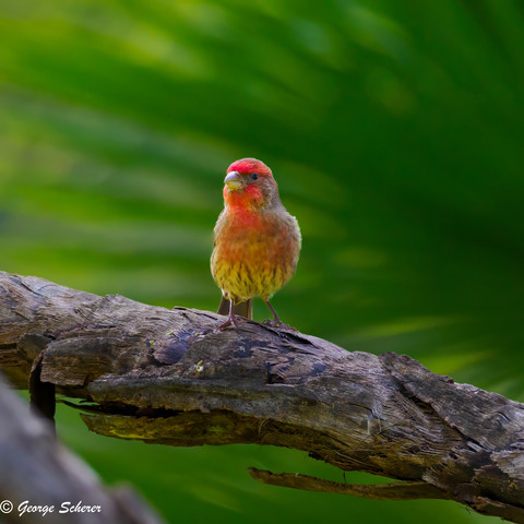 House Finch, facing the camera, standing on a large wood tree branch, with out of focus green foliage in the background.  The birds' chest and head are covered in red feathers.