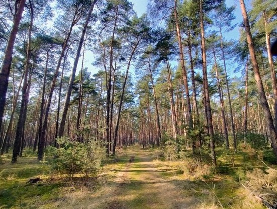 Borovicový les u strážnice v brzkém jaře. Nezřetelná cesta jde dopředu mezi vysokými rovnými borovicemi. Les téměř nemá keřový podrost, je velmi světlý. Prosvítá modrá obloha.