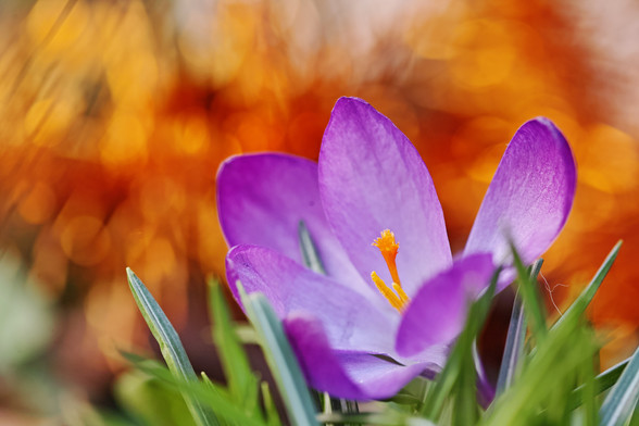 Nahaufnahme von einer einzelnen lila Krokusblüte, im Vordergrund einige grüne Blätter, im Hintergrund glitzert es golden.
