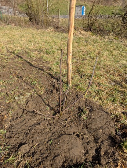Eine junge Pflanze mit mehreren dünnen Ästen ist in einem Gartenbeet mit frisch umgebrochener, dunkler Erde gepflanzt. Ein Holzpflock steht aufrecht neben der Pflanze. Die Umgebung besteht aus einem fleckigen Rasen mit grünem und braunem Gras. Im Hintergrund sind Büsche, eine Steinmauer und eine entfernte Struktur mit einem blauen Abschnitt zu sehen. Die Szene ist von Sonnenlicht erhellt, das Schatten auf den Boden wirft.