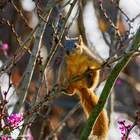 Photo of a fox squirrel on a tree branch, surrounded by tiny branches, getting ready to jump.