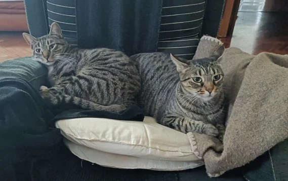 Photo of my two cats
