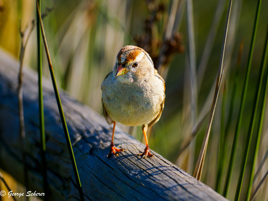 A white-crowned sparrow standing on a wooden fence railing, surrounded by long grass.  The sparrow is looking towards the camera.