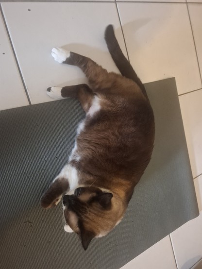 Foto de um grande e gordinho gato sialata, de pelo bastante escuro (o que indica que já não é mais tão jovem) deitado em cima de uma dessas esteira de chão que são usadas para fazer exercícios de solo.