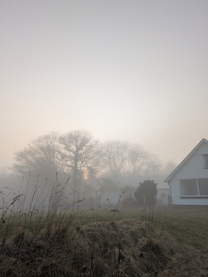 foto af vores grund i tæt tåge, med solnedgang mellem træerne.