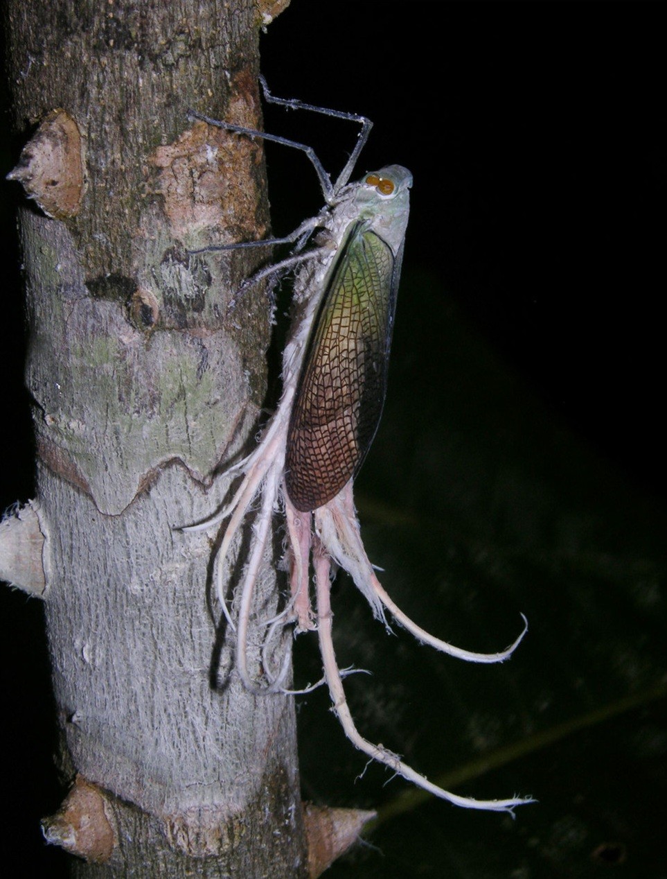 big wax tail hopper on tree at night