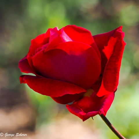 Close up view of a bright red rose flower, seen from the side, against an out of focus green and tan background.  