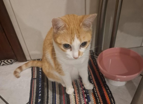 Linda gatinha amarela e branca olhando pra frente. Ela está em cima de um tapetinho de chão e ao lado de um pote de água rosa.