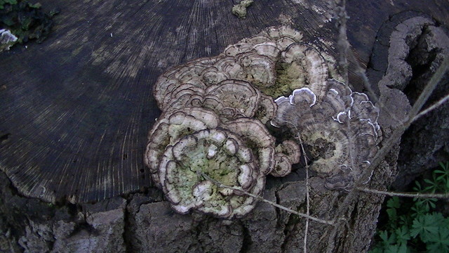 some old dry fungi on the edge of a tree stump. it is the same shape as turkey tail but i would not know if it is. 