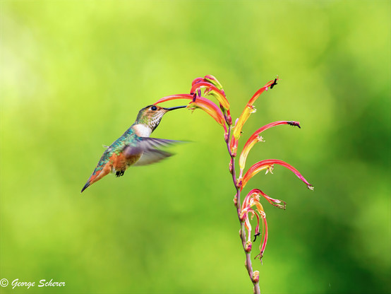 An orange, white, and green hummingbird, in flight, sipping nectar from a red lily, against an out of focus green background.