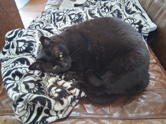 A tubby black cat curled up on a black and white fleece blanket on a brown leather sofa. Her eyes are half open looking at the camera.