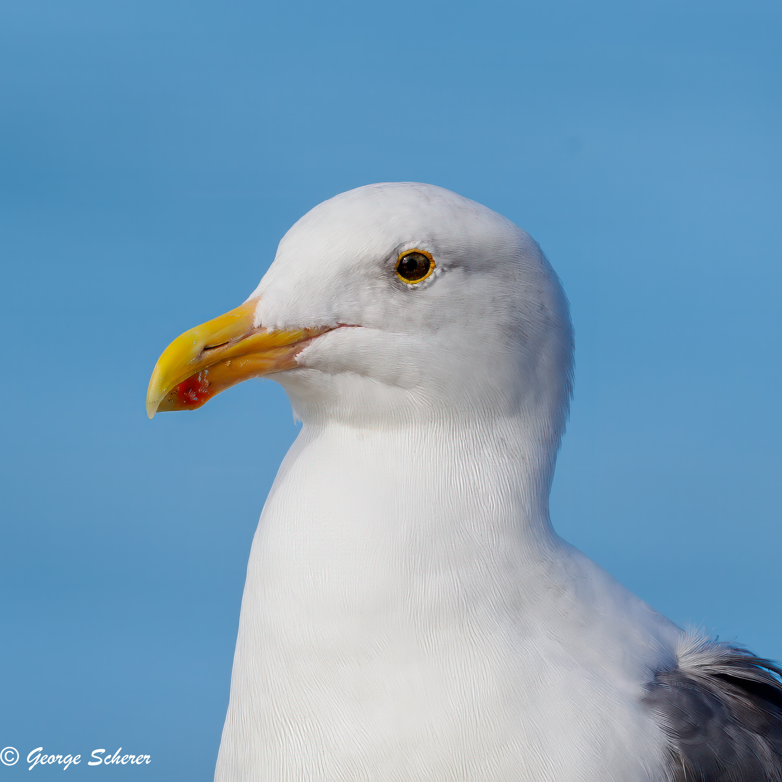 Close-up of the head, neck and shoulders of a Western Gull, against a bright blue sky.  The bird's beak is yellow, with a red dot at the end.  It's eyes are dark, but ringed with yellow.  It's feathers are white.