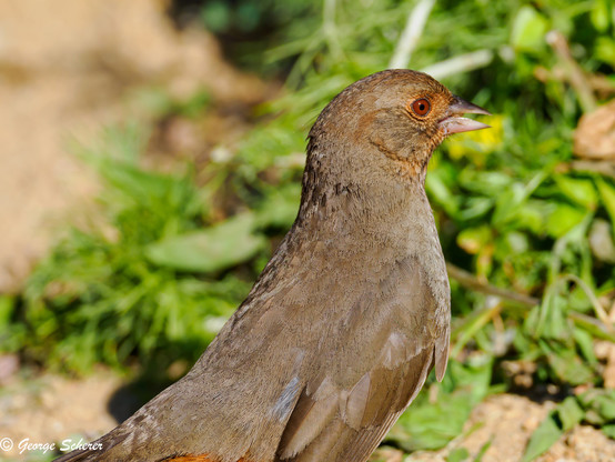 Close up of a California Towhee, facing to the right, against a background of out of focus sand and green foliage.  The bird's beak is open as it eats a seed. 