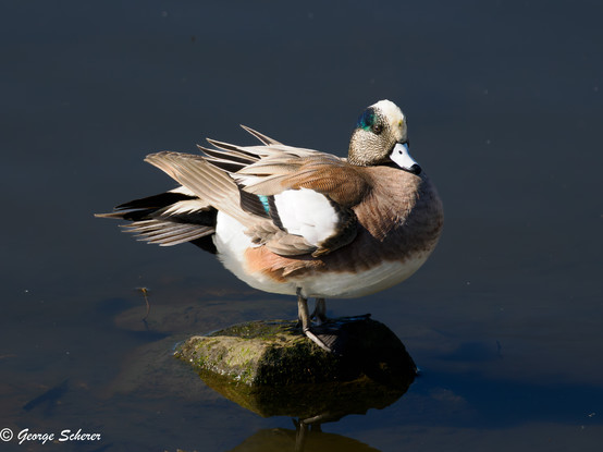 An America Wigeon duck is standing on a small rock in the middle of a body of dark water.  