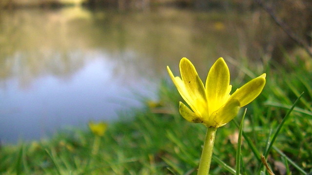 a pilewort (small yellow wild flower) on the banks of a blurry pond in the background